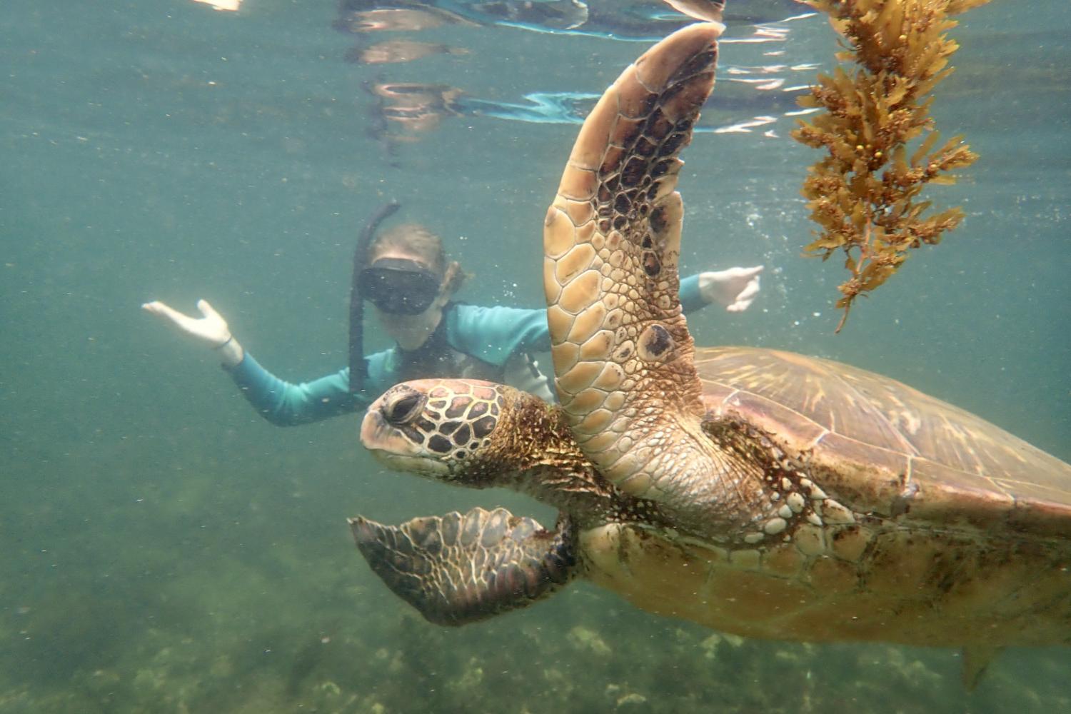 一名<a href='http://lora.easycatalogo.net'>bv伟德ios下载</a>学生在Galápagos群岛游学途中与一只巨龟游泳.